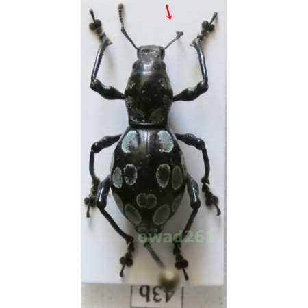 Pachyrrhynchus congestus robustus female Philippines43b